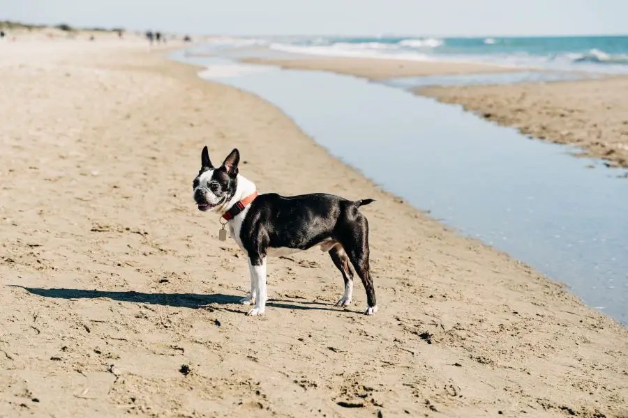 boston terrier stoi na plaży