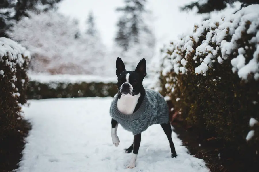 boston terrier w ubraniu zimą