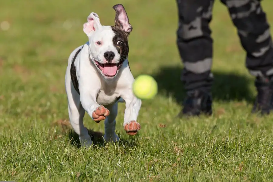 buldog amerykański pies biegnie za piłką