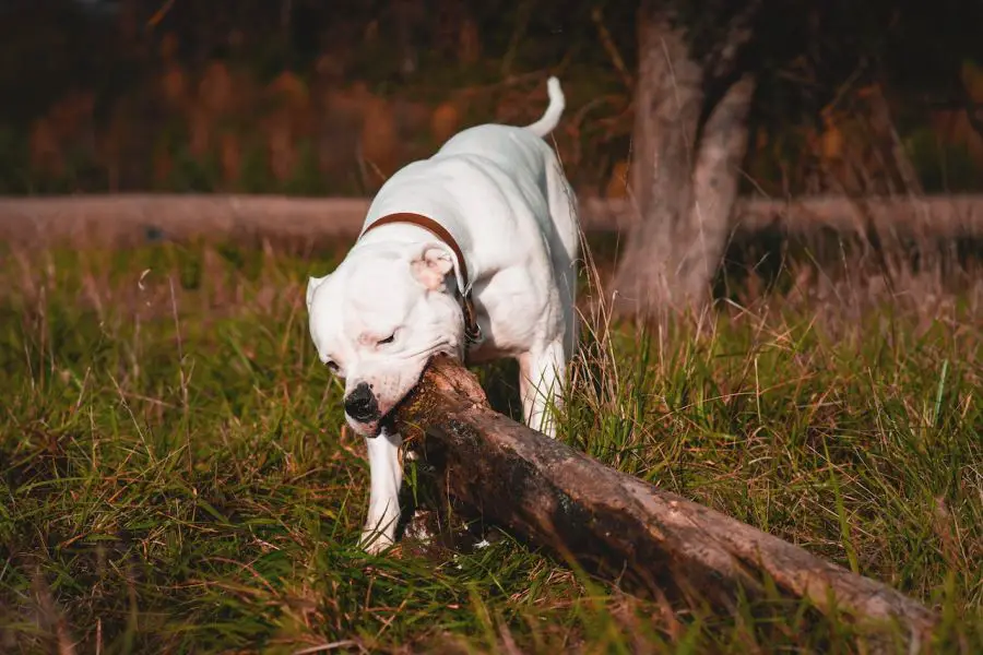 buldog amerykański pies gryzie wielką gałąź
