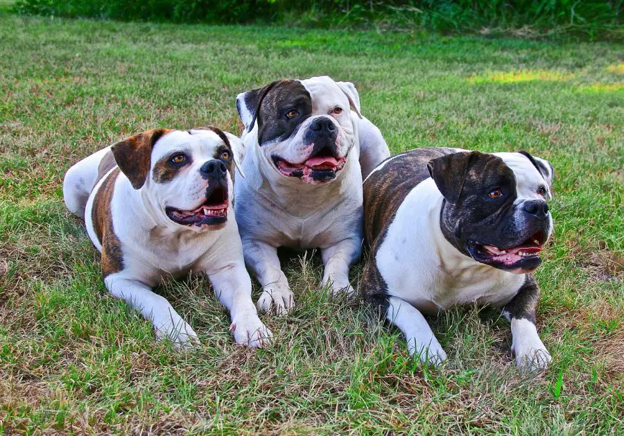 buldog amerykański trzy psy leżą na trawie
