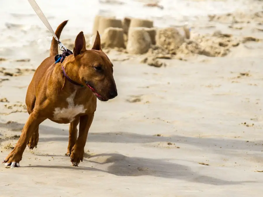 bulterier miniaturowy pies ciągnie na smyczy na plaży