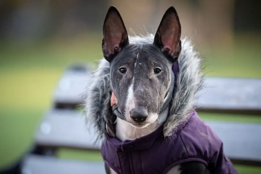 bulterier miniaturowy pies w ubraniu na ławce