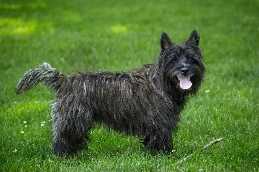 cairn terrier czarny pies stoi na trawniku