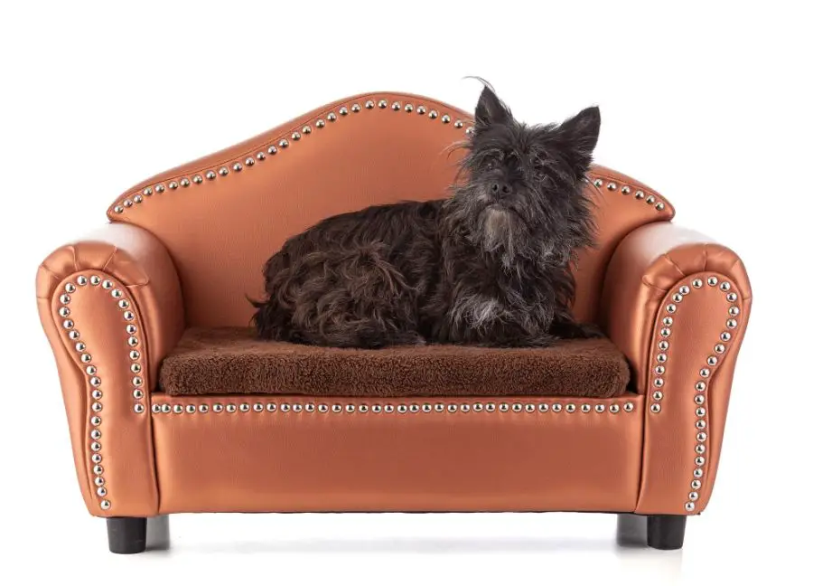 cairn terrier pies leży na kanapie