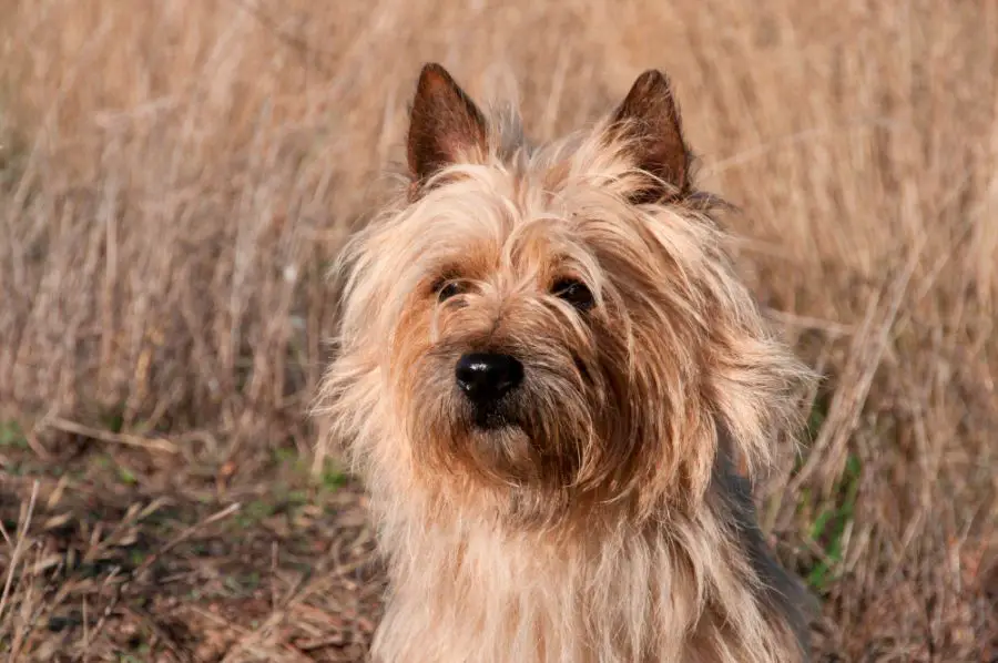 cairn terrier pies portret na tle łąki