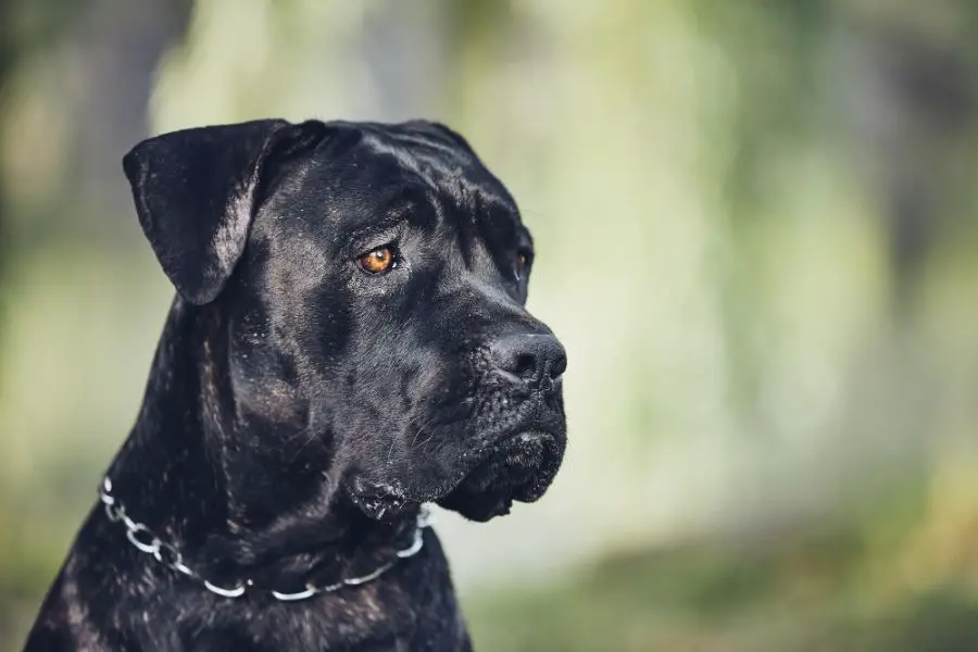 cane corso portret czarnego psa