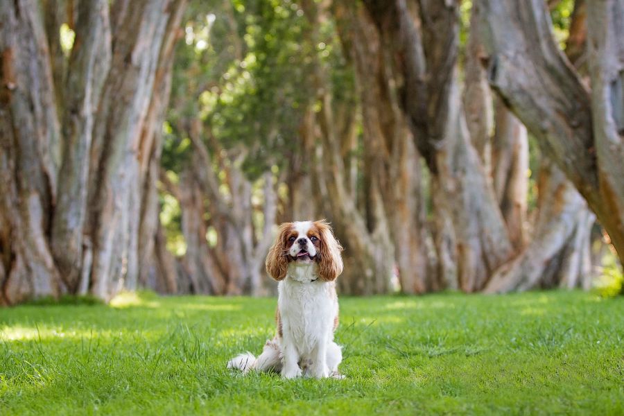 cavalier king charles spaniel pies siedzi na trawie w parku
