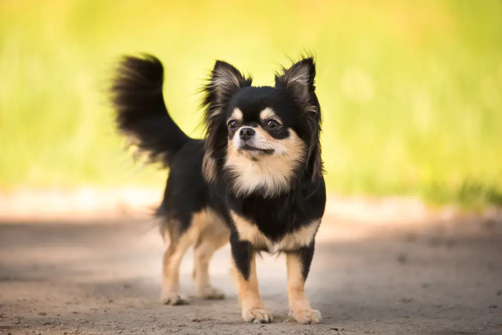 chihuahua długowłosy pies stoi na ścieżce