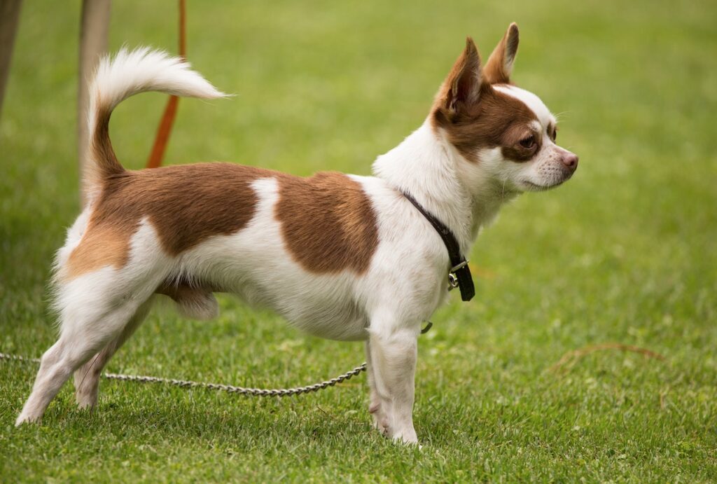 chihuahua krótkowłosy wysportowany pies stoi na trawie