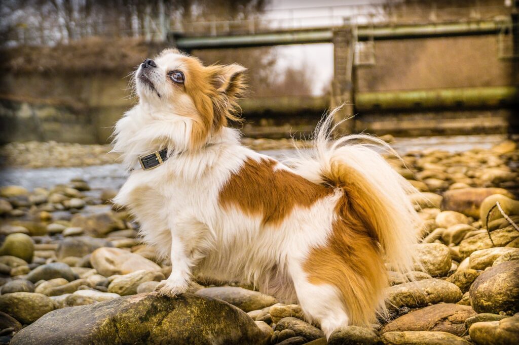 chihuahua pies stoi na kamieniu przy rzece