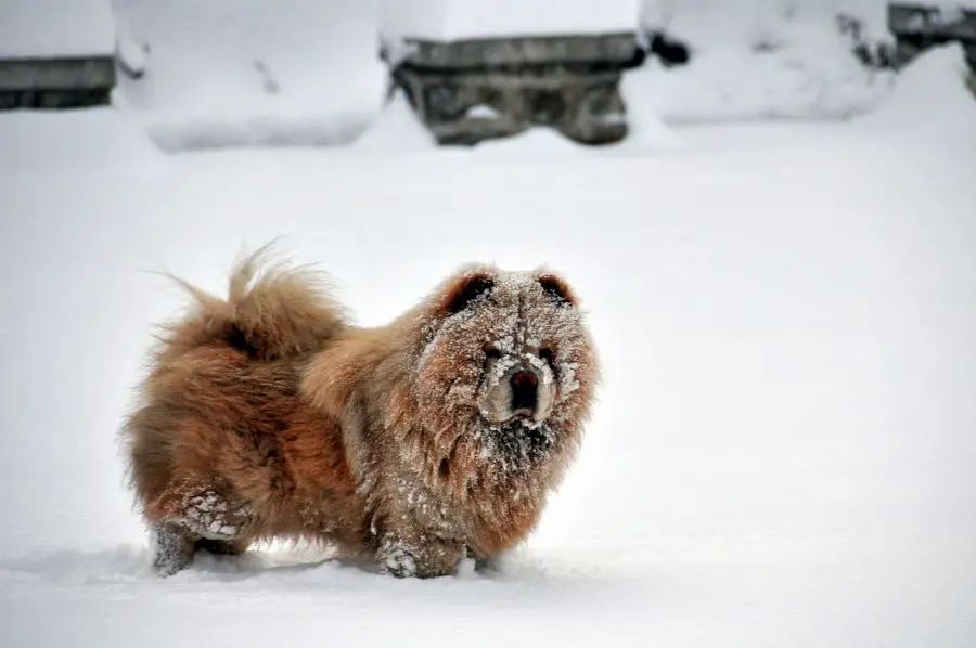 chow chow pies stoi w śniegu