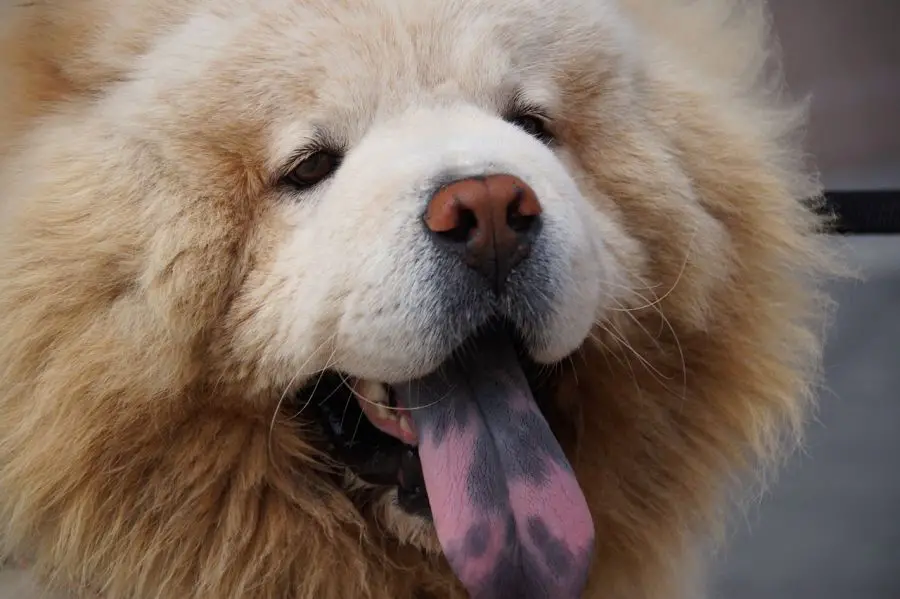 chow chow pies wystawia kolorowy język