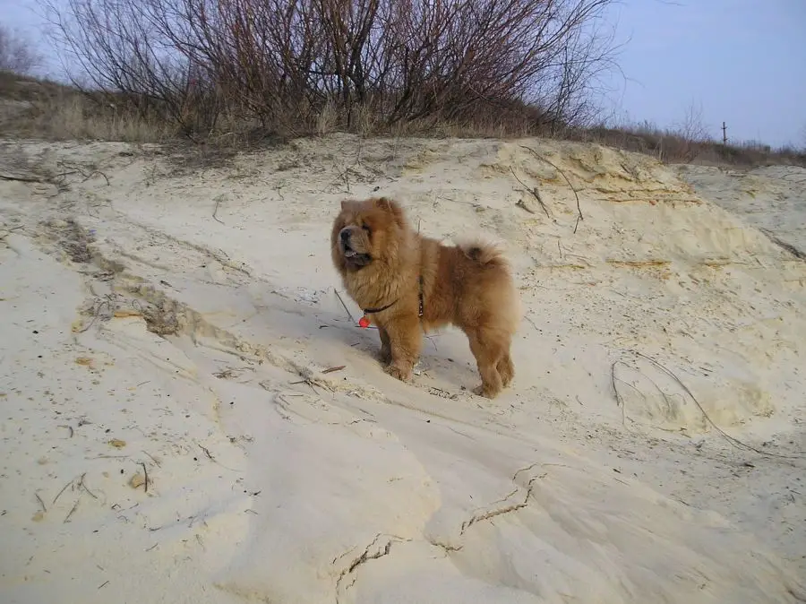 chow chow pies stoi na plaży