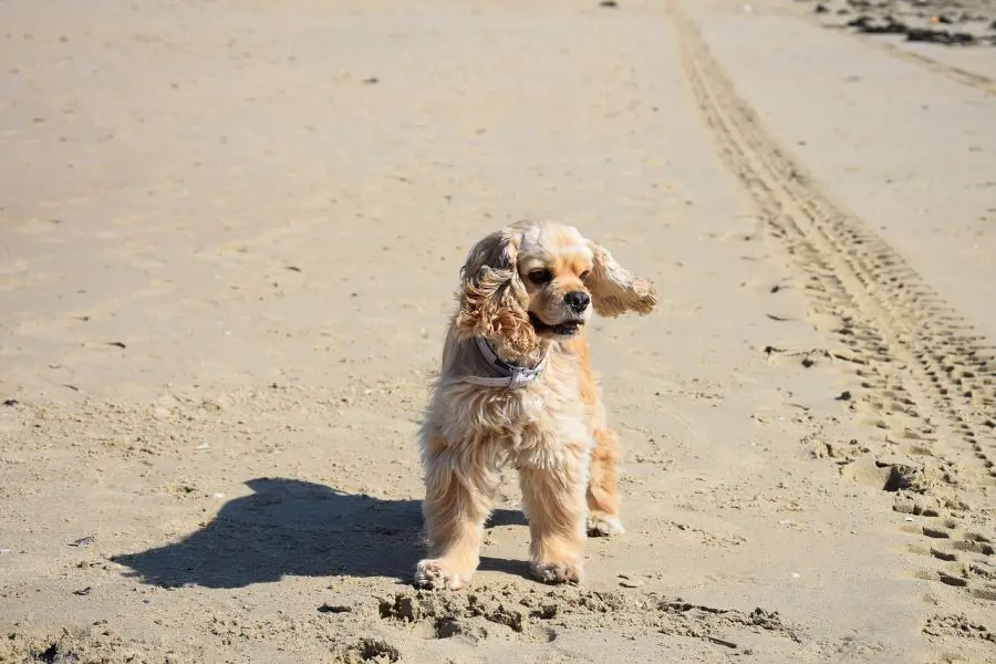 Cocker spaniel amerykański pies biegnie po plaży