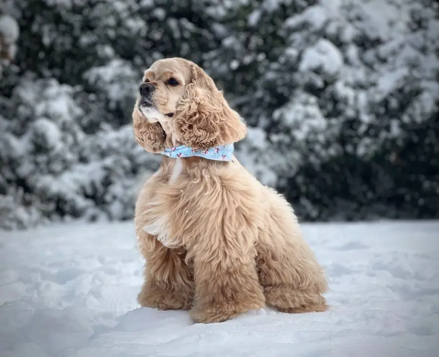 Cocker spaniel amerykański pies pozuje na śniegu