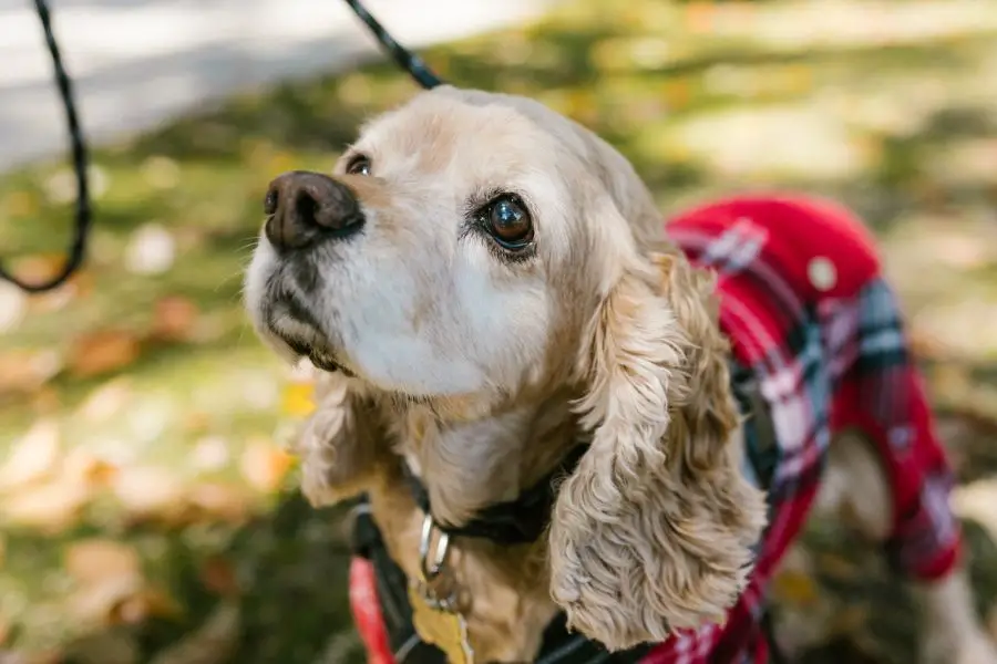 Cocker spaniel amerykański starszy pies w ubraniu na spacerze