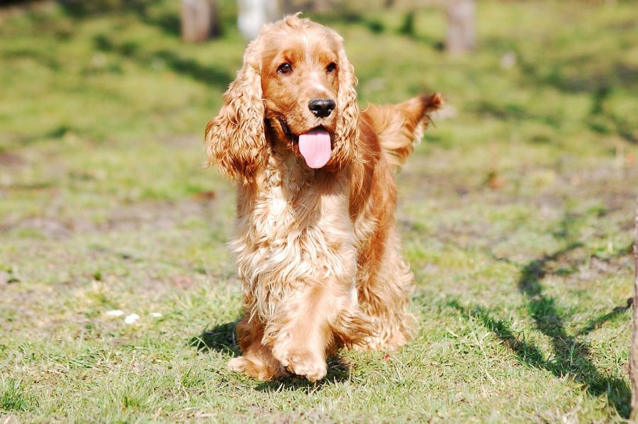 cocker spaniel angielski pies idzie po trawie