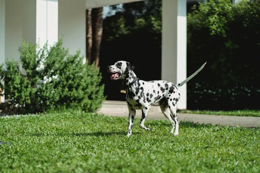 dalmatyńczyk pies biega po ogrodzie

