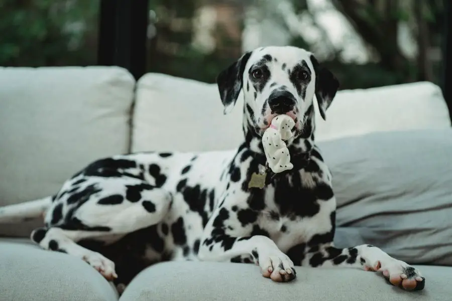 dalmatyńczyk pies leży na kanapie z zabawką