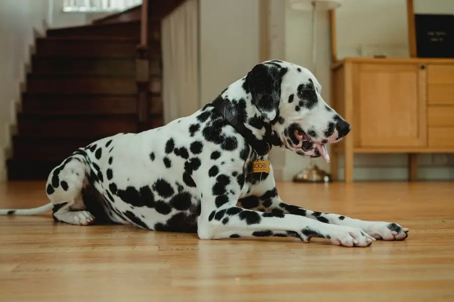 dalmatyńczyk pies leży na podłodze w domu