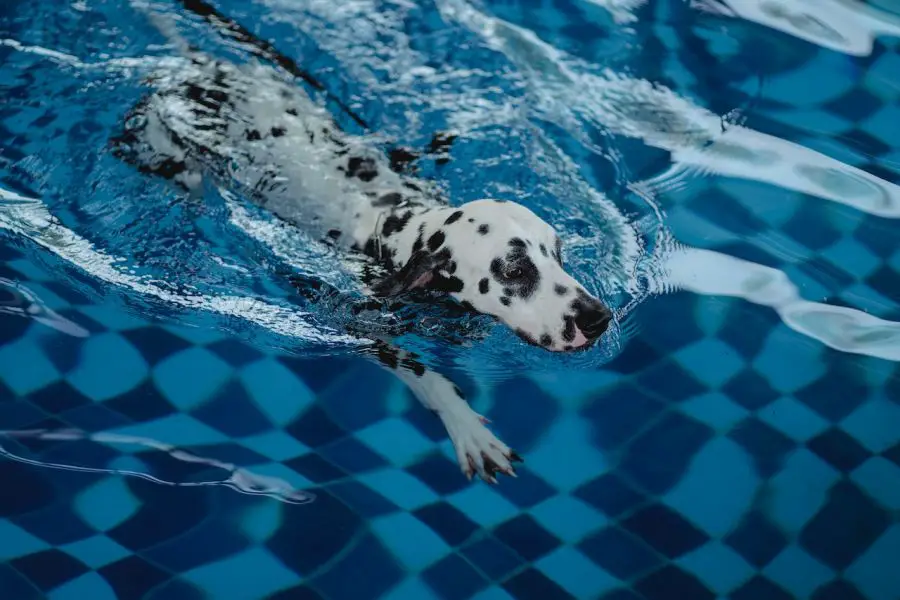 dalmatyńczyk pies pływa w basenie