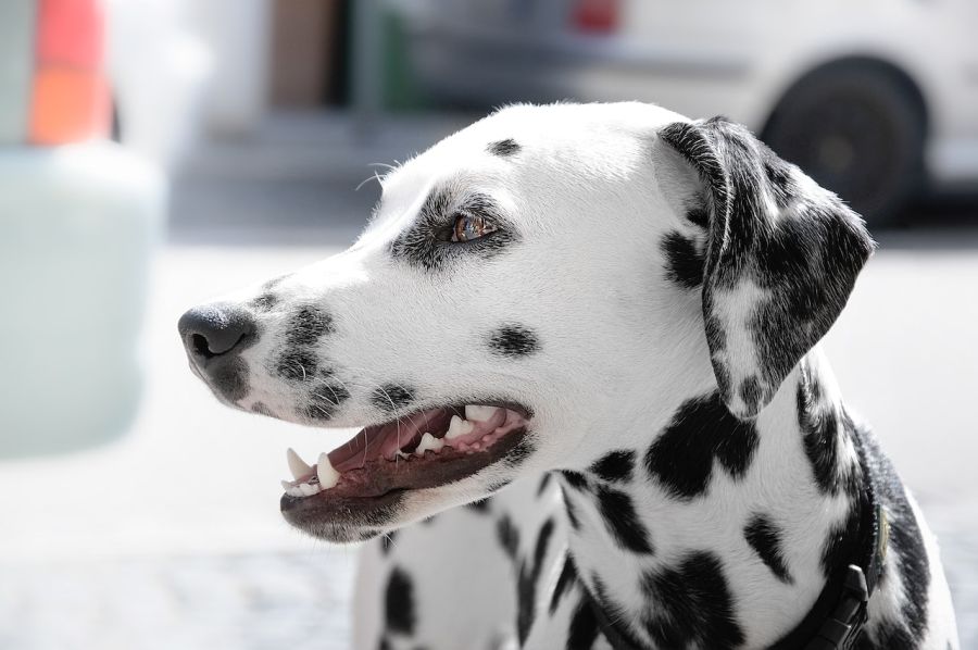 dalmatyńczyk zbliżenie na głowe psa bokiem