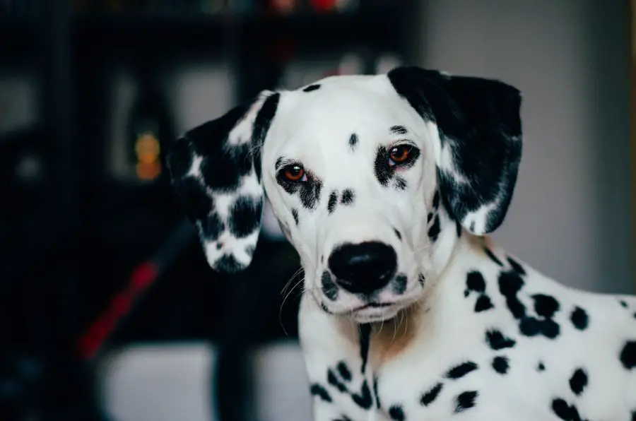 dalmatyńczyk portret psa