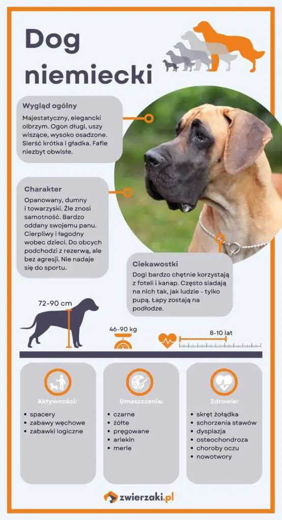 Dog niemiecki infografika