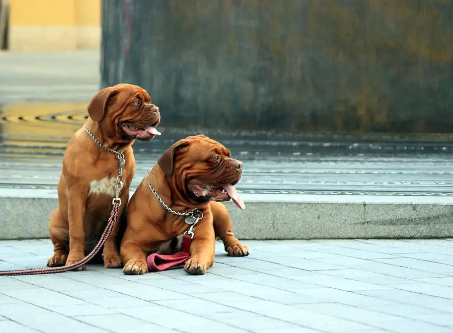 dogue de Bordeaux dwa psy siedzą na chodniku