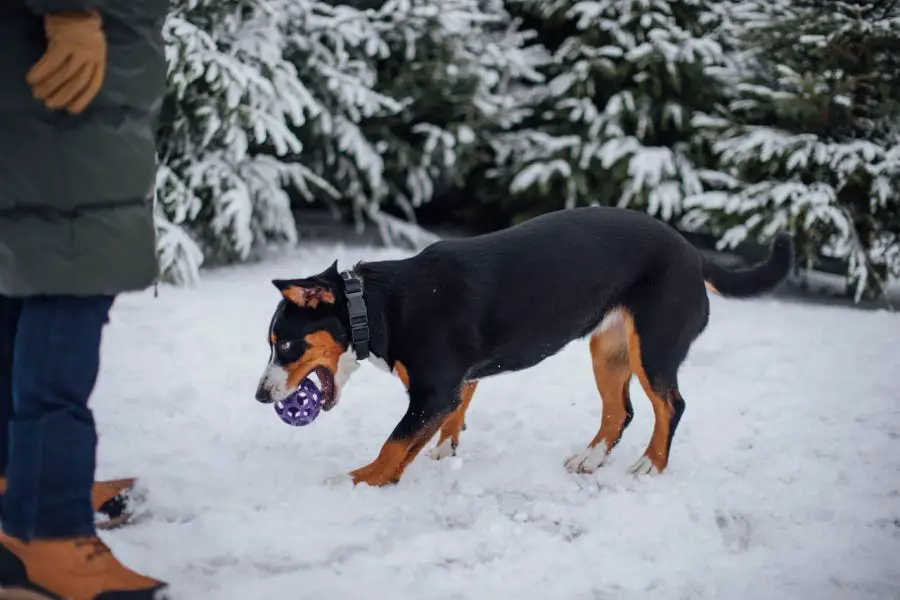 entlebucher bawi się piłką na śniegu