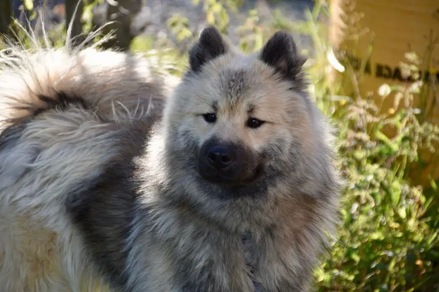eurasier pies na tle łąki