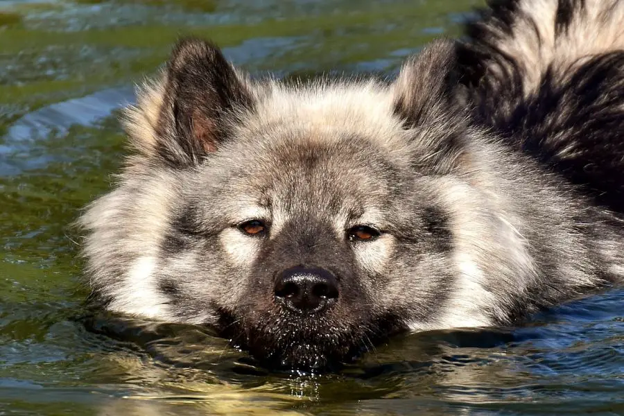 eurasier pies pływa