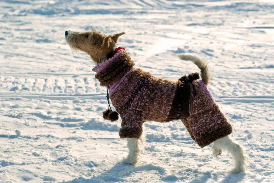 foksterier szorstkowłosy pies w ubraniu stoi na śniegu