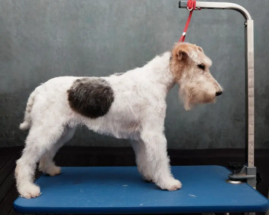 foksterier szorstkowłosy pies stoi na stoliku groomerskim