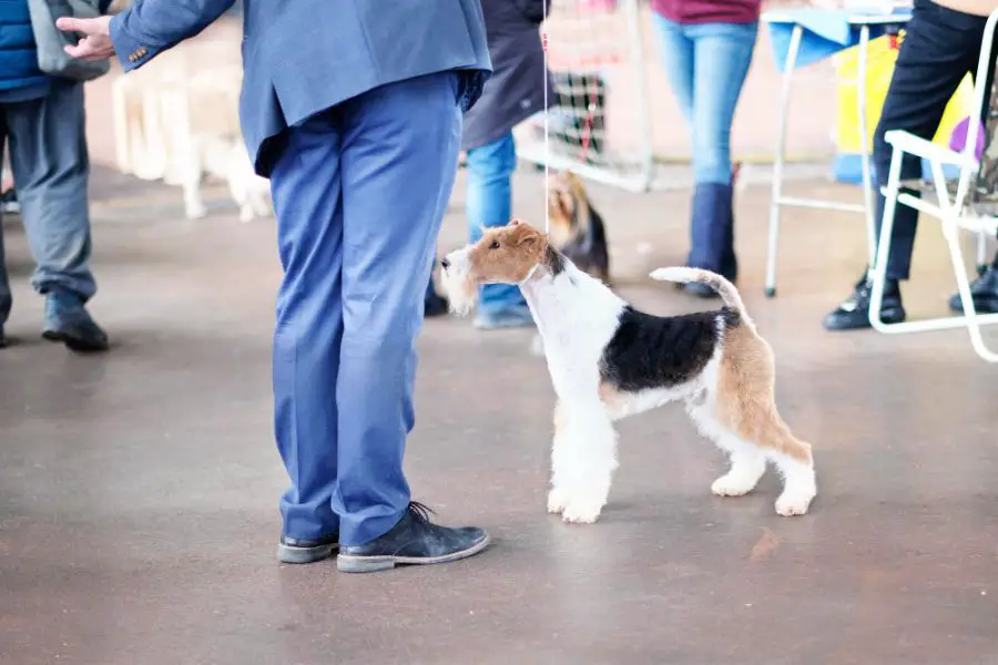 foksterier szorstkowłosy pies stoi na wystawie psów