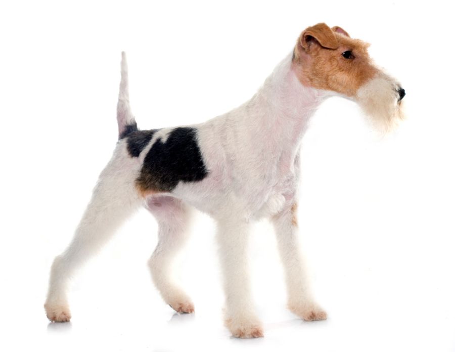 foksterier szorstkowłosy wytrymowany pies pozuje na białym tle