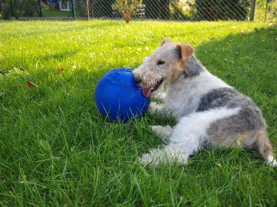 foksterier szorstkowłosy zmęczony pies leży na trawie z piłką