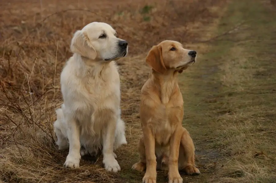 golden retriever dwa psy siedzą na ścieżce