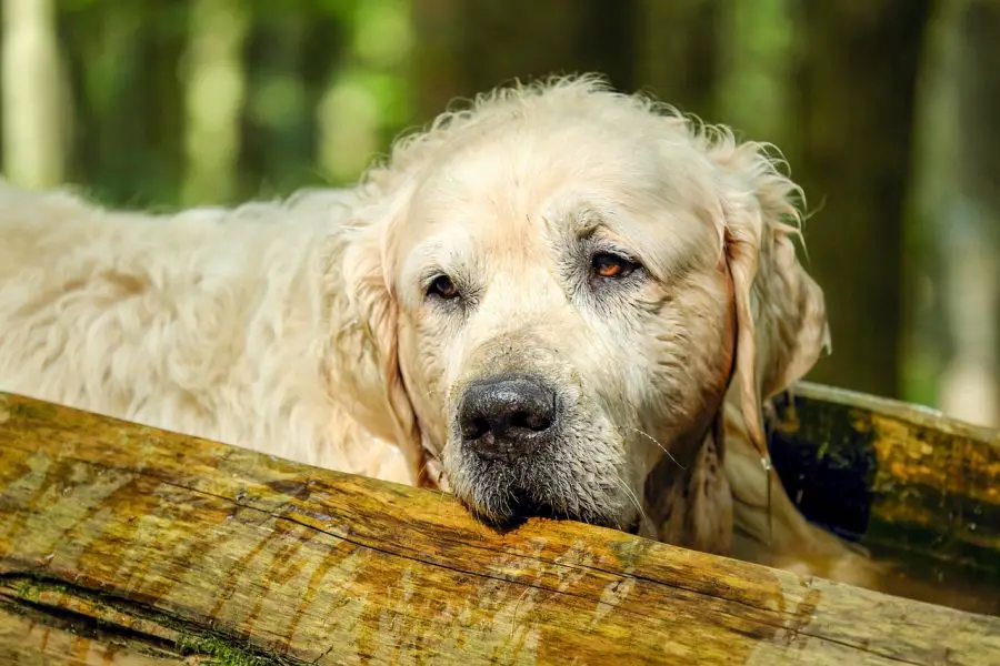 golden retriever mokry pies leży na pniu drewna
