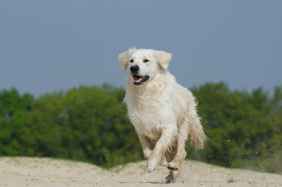 golden retriever pies biegnie po plaży