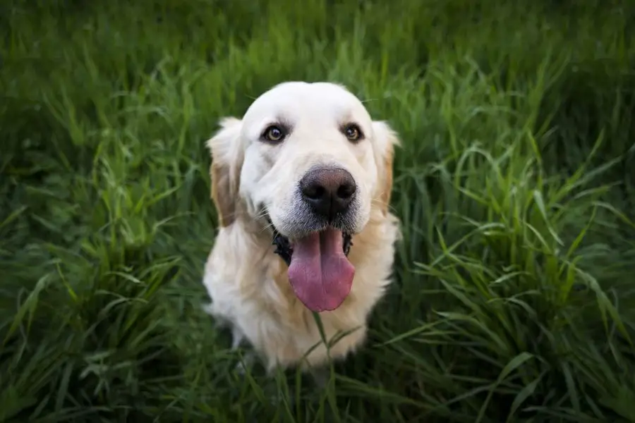 golden retriever zmęczony pies siedzi na trawie