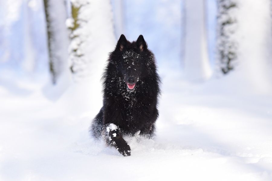 groenendael pies biegnie przez śnieg