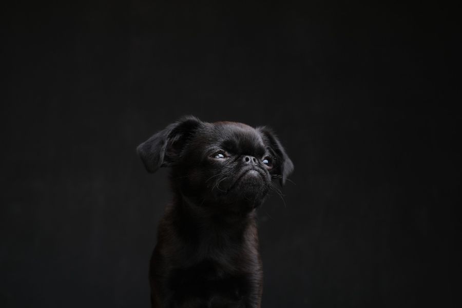 gryfonik brabancki portret psa na czarnym tle