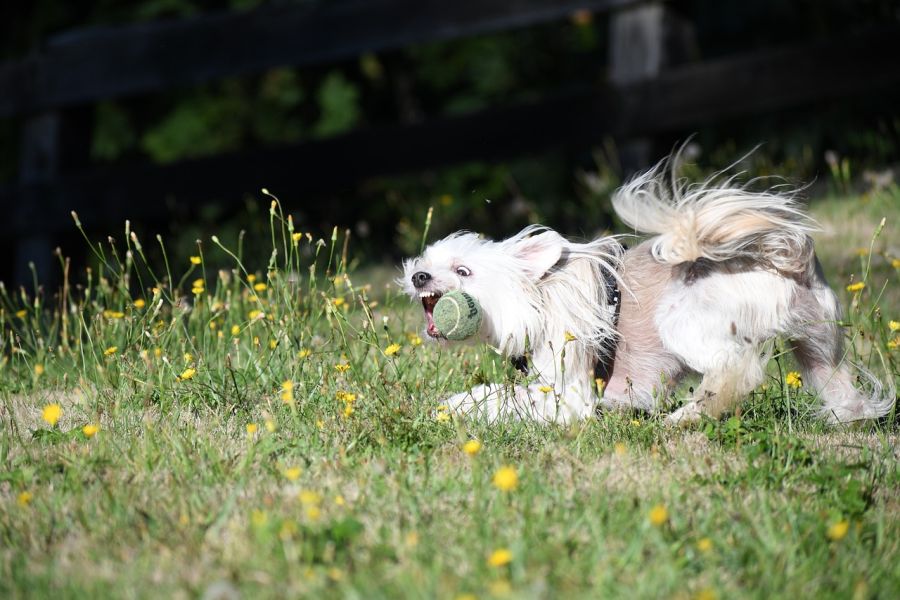 grzywacz chiński pies powder puff biegnie za piłką