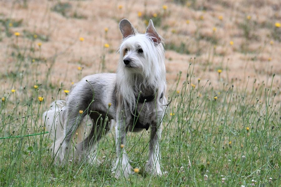 grzywacz chiński pies stoi na trawniku
