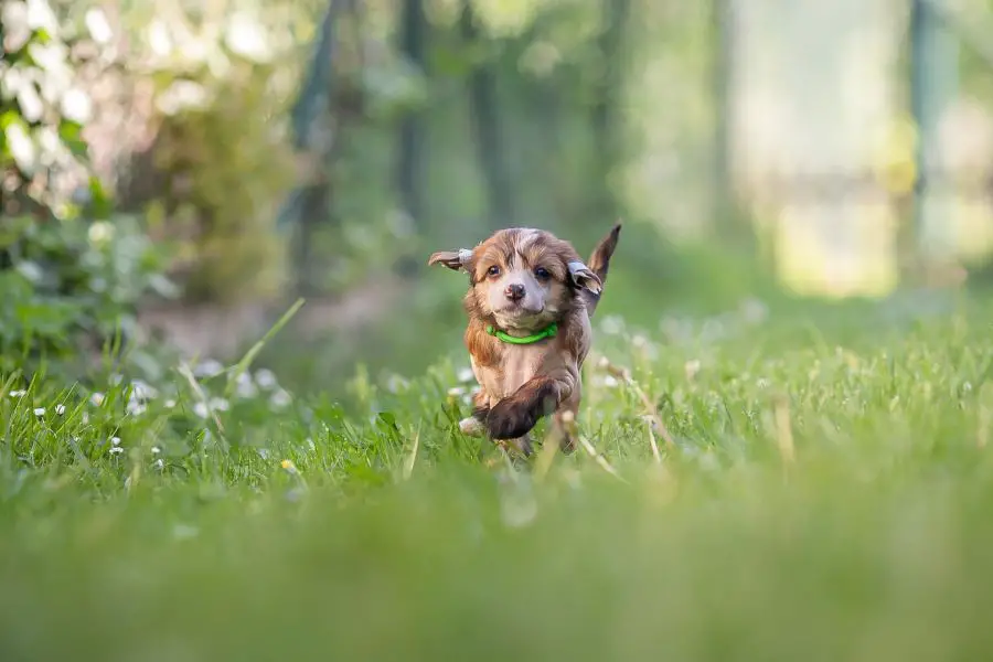 grzywacz chiński szczeniak z zaklejonymi uszami biegnie po trawie