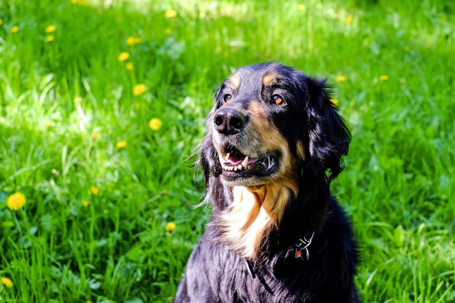 hovawart pies siedzi na trawniku