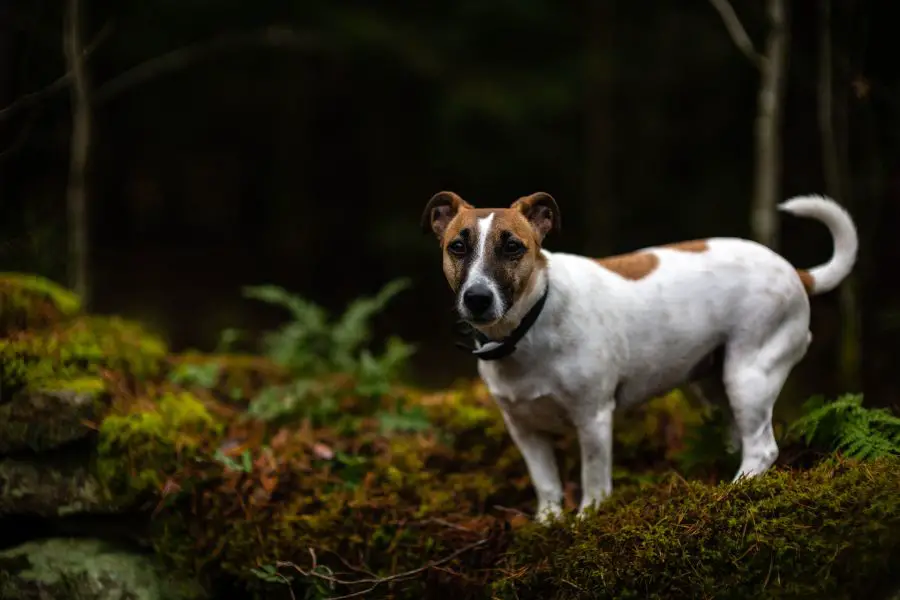 jack russell terrier gładkowłosy pies stoi w lesie