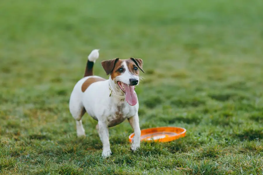 jack russell terrier gładkowłosy pies trenuje dogfrisbee